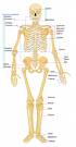 Fat Bones