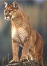 Lion Den