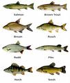 Capelin