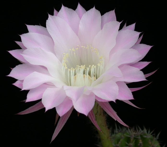 Lily