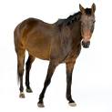 Bit and Bridle