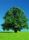 Cedar Tree